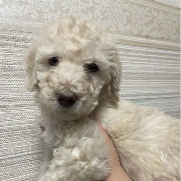 スタンダードプードル【埼玉県・男の子・2024年3月3日・シャンパン】の写真「優しいお顔のイケメンくん
健康診断異常なし✨✨」