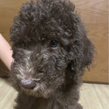 スタンダードプードル【埼玉県・男の子・2024年5月15日・ブラウン】の写真「とても甘えん坊の男の子」