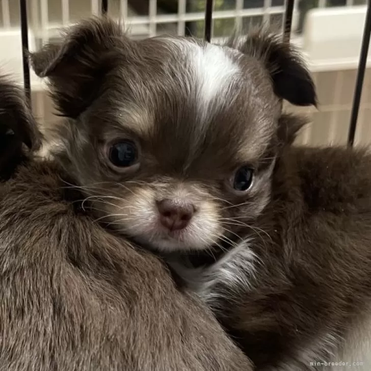 ID：2501-04890の子犬