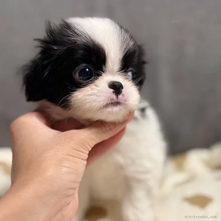 ID：2510-02733の子犬