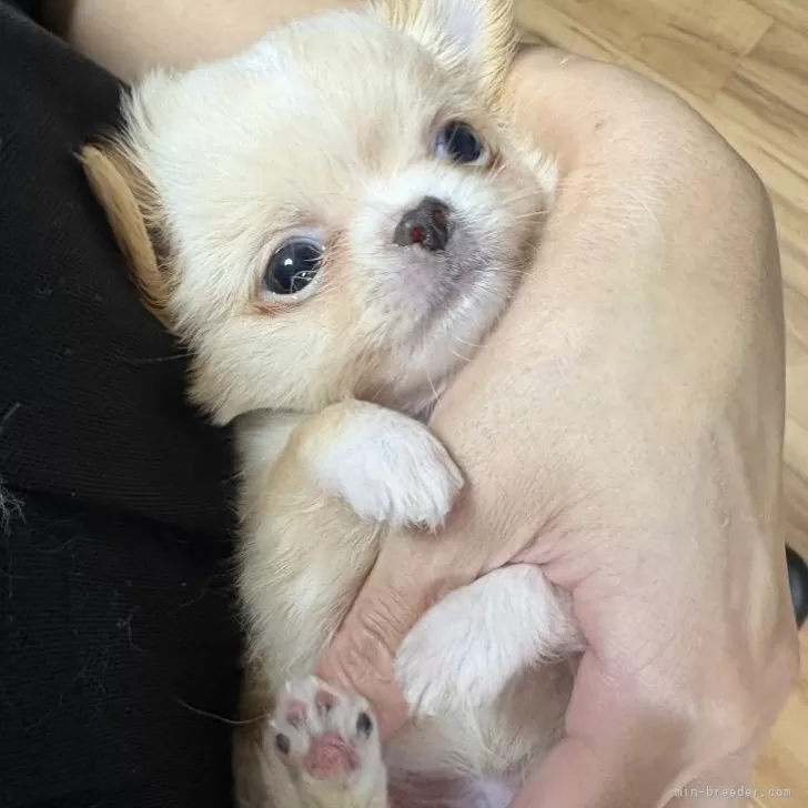 ID：2506-08444の子犬