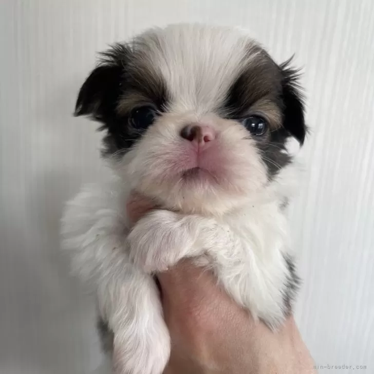 ID：2503-04035の子犬
