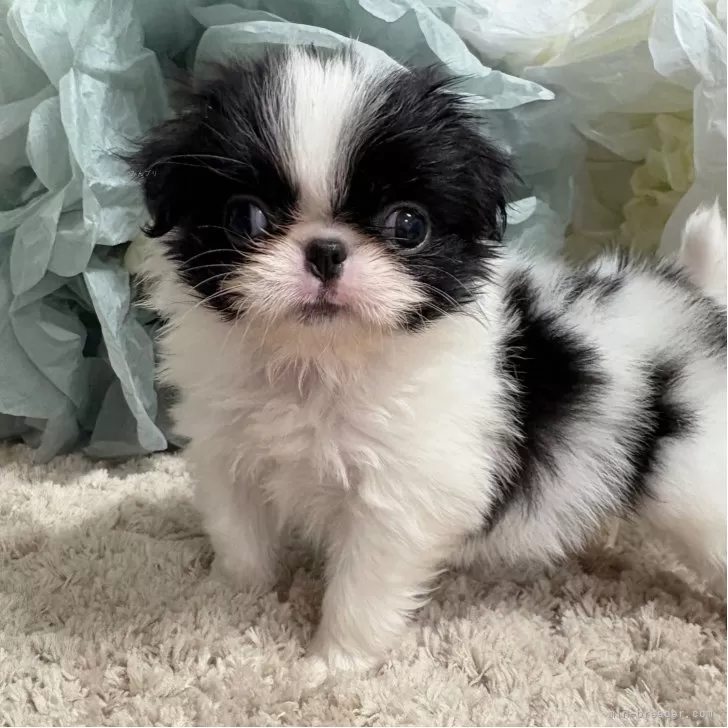 狆(チン)【大阪府・女の子・2025年9月14日・白黒】の写真1