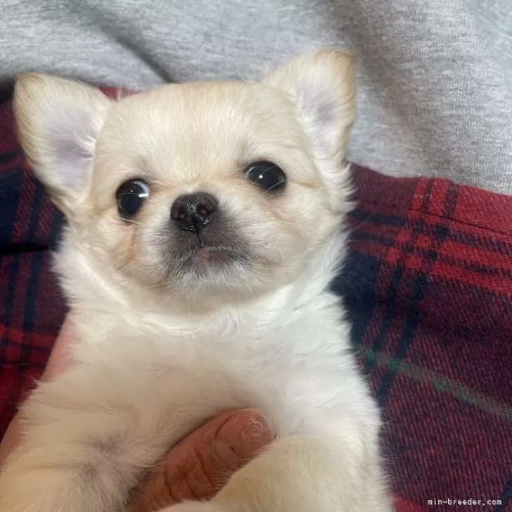 ID:2501-05433の子犬