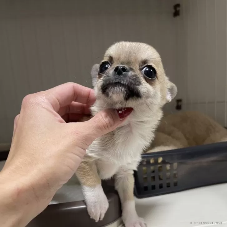 ID：2412-04508の子犬