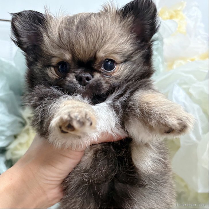 ブリーダー画像