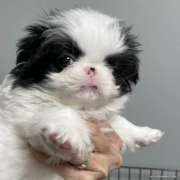 ID：2412-04511の子犬