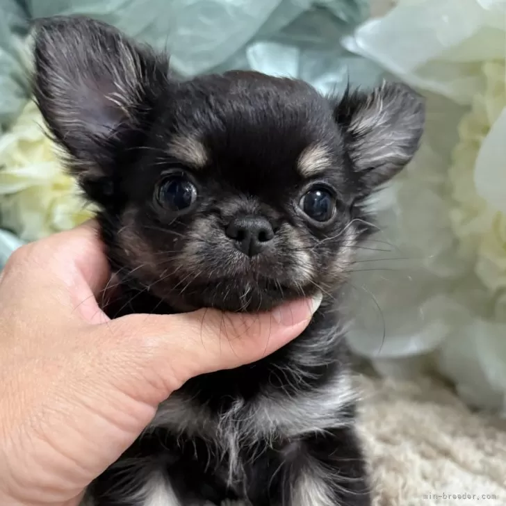 チワワ(ロング)【大阪府・女の子・2025年8月27日・ブラックタン】の写真1