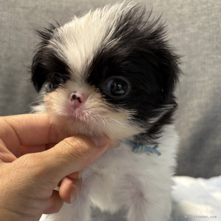 ブリーダー画像