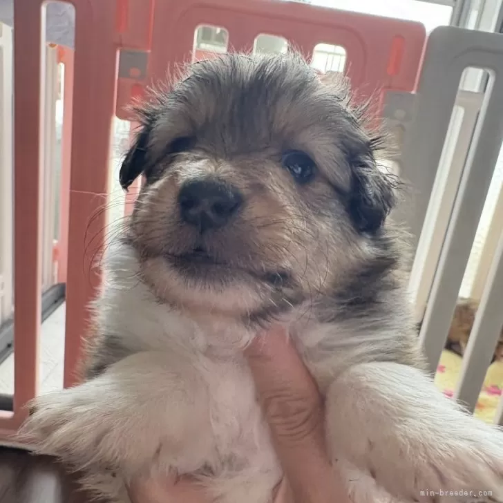 ID：2505-05565の子犬