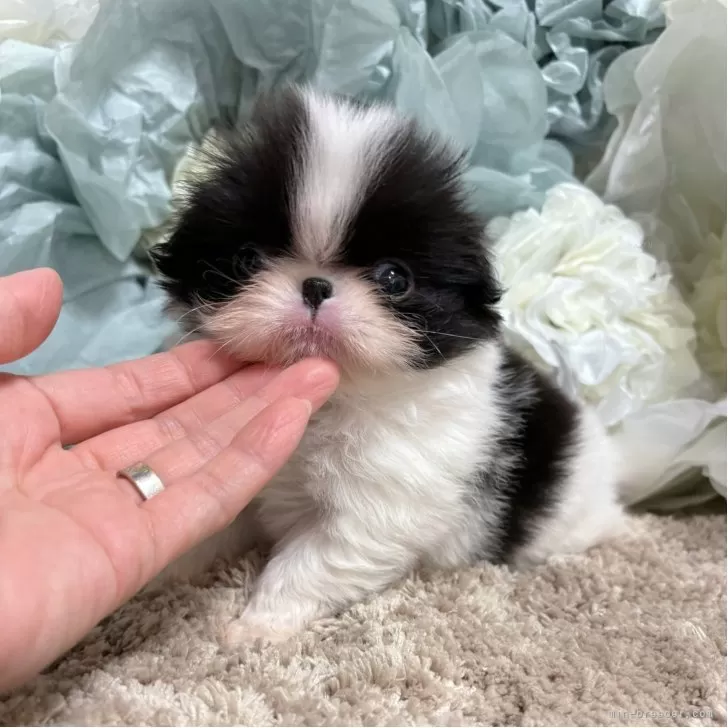 N.O 様のお迎えした子犬