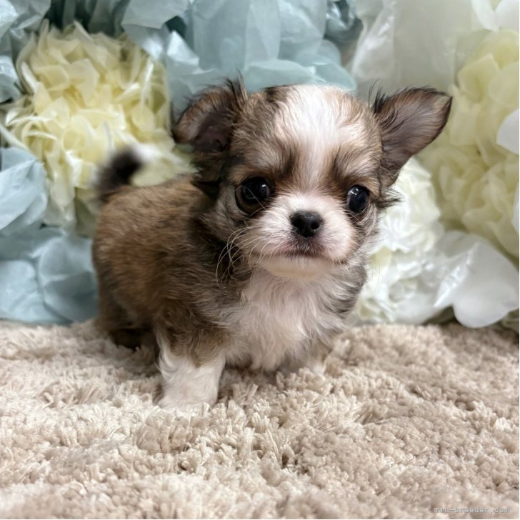 チワワ(ロング)【大阪府・女の子・2025年6月12日・オレンジ