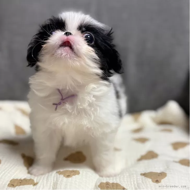 ID：2510-02735の子犬