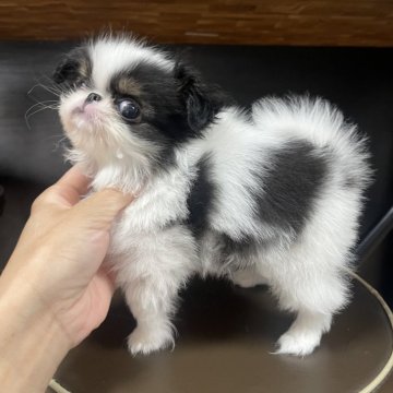 狆(チン)【大阪府・男の子・2025年3月16日・白黒】の写真「とってもおちびちゃんです🐣❤️」