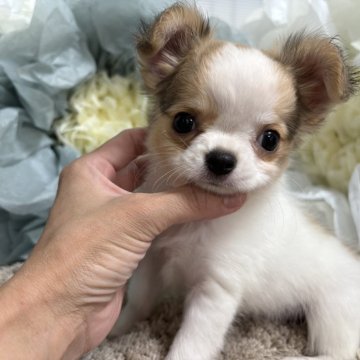 チワワ(ロング)【大阪府・男の子・2025年5月18日・ホワイト&オレンジ】の写真「将来有望、イケメンチワワ😋💕︎︎💕︎」