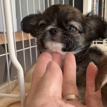 チワワ(ロング)【大阪府・女の子・2025年9月3日・セーブル&ホワイト】の写真「個性的な女の子🎀•  - •̥🎀」