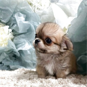 チワワ(ロング)【大阪府・男の子・2025年6月12日・オレンジセーブル&ホワイト】の写真「特選犬︎💕︎︎🫶ドワーフくん💓‪」