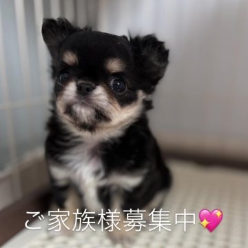 チワワ(ロング)【大阪府・女の子・2026年2月14日・ブラックタン&ホワイト】の写真「しっぽふりふりかわいい女の子です🧸💝」