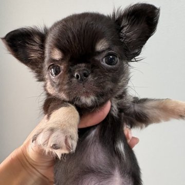 チワワ(ロング)【大阪府・女の子・2025年11月21日・ブラックタン&ホワイト】の写真「小さなお姫様👑👸💍💓‪」