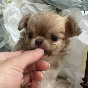 チワワ(ロング)【大阪府・女の子・2025年9月29日・チョコレートフォーン】の写真「スペシャル可愛い💕」