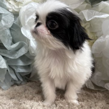 狆(チン)【大阪府・男の子・2025年9月20日・白黒】の写真「出産ラッシュにつき早期ご予約価格です🥳」