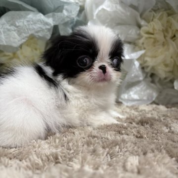 狆(チン)【大阪府・女の子・2025年9月20日・白黒】の写真「かわいい女の子です‎🤍‎🤍‎🤍」