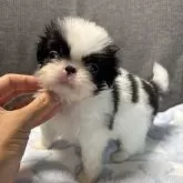 狆(チン)