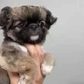 チワワ(ロング)