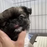 チワワ(ロング)