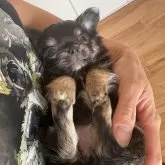 チワワ(ロング)