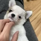 チワワ(ロング)