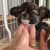 チワワ(ロング)