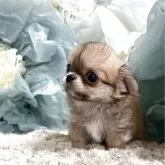 チワワ(ロング)