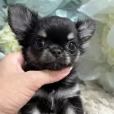 チワワ(ロング)