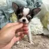 チワワ(ロング)