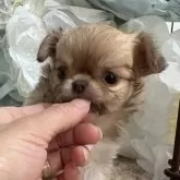 チワワ(ロング)