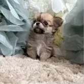 チワワ(ロング)