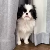 狆(チン)【大阪府・男の子・2025年9月3日・白黒】の写真4