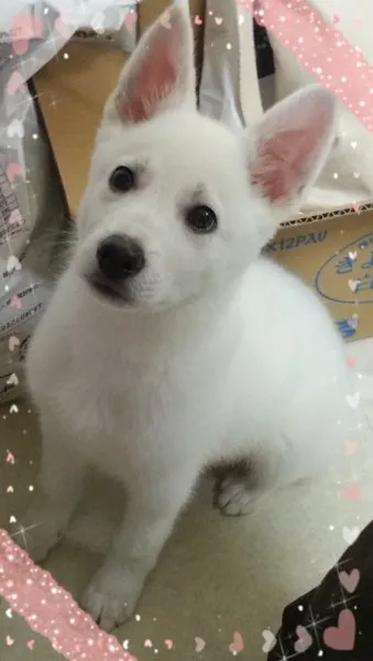 ユウスケ 様のお迎えした子犬