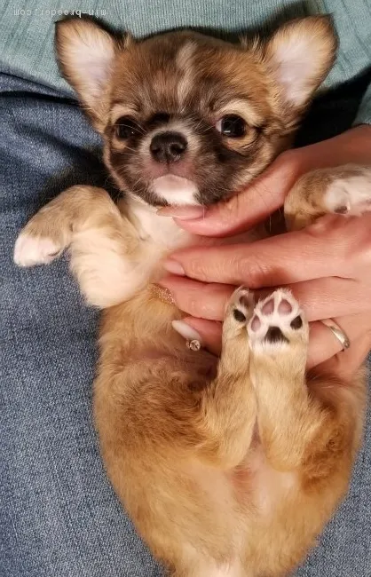ID：1903-00721の子犬