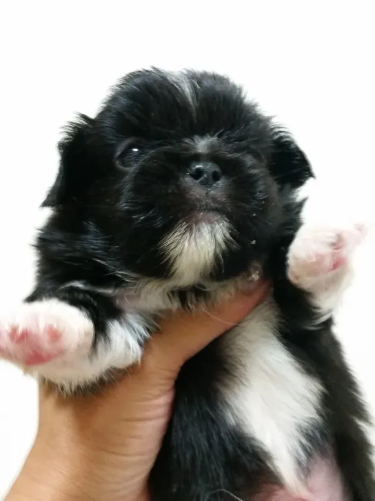 小島 様のお迎えした子犬