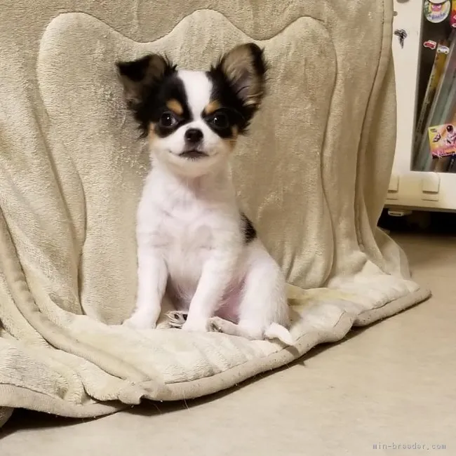 ID：1810-01885の子犬