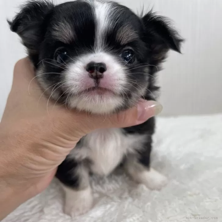 ID：2407-03235の子犬