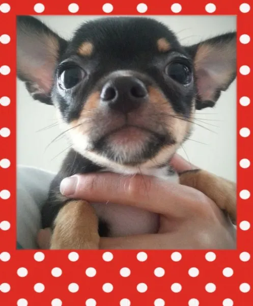 ID：1408-00013の子犬