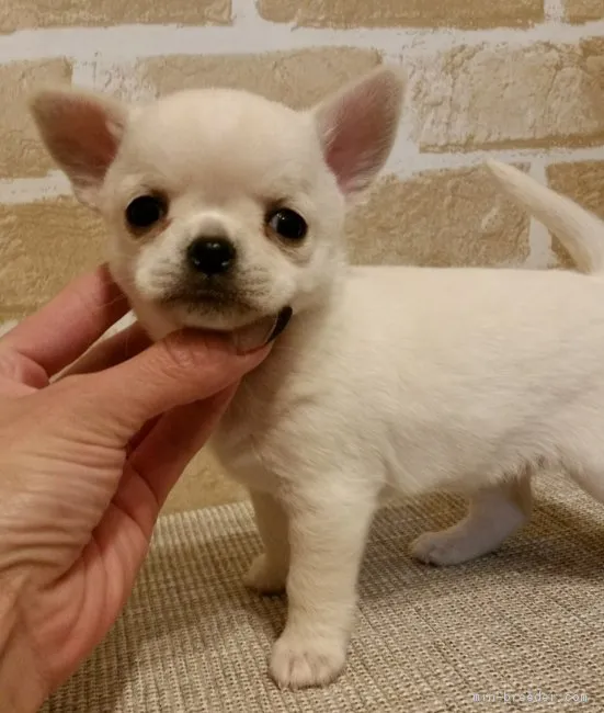 ID：1801-02367の子犬