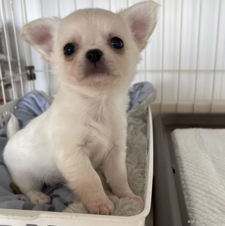 ID：2409-00521の子犬