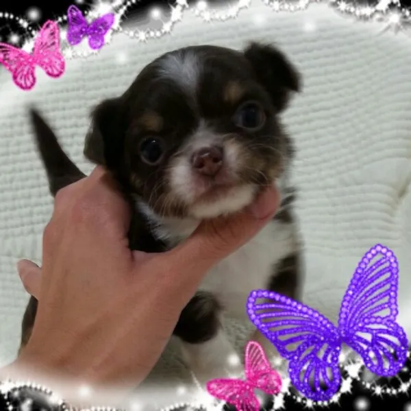 ID:1311-00325の子犬