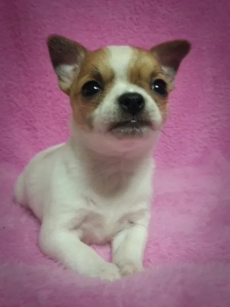 ID:1412-00274の子犬