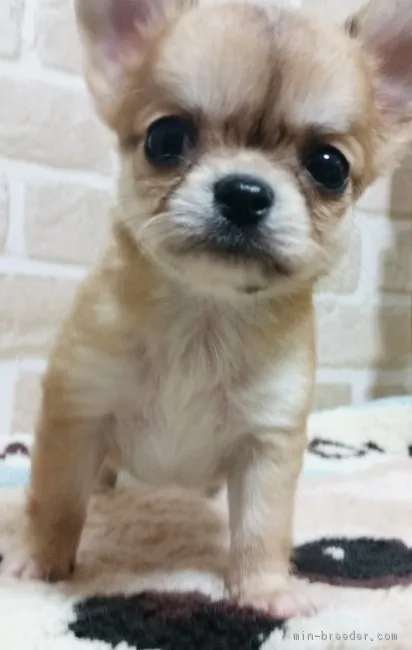 ID:1709-01522の子犬