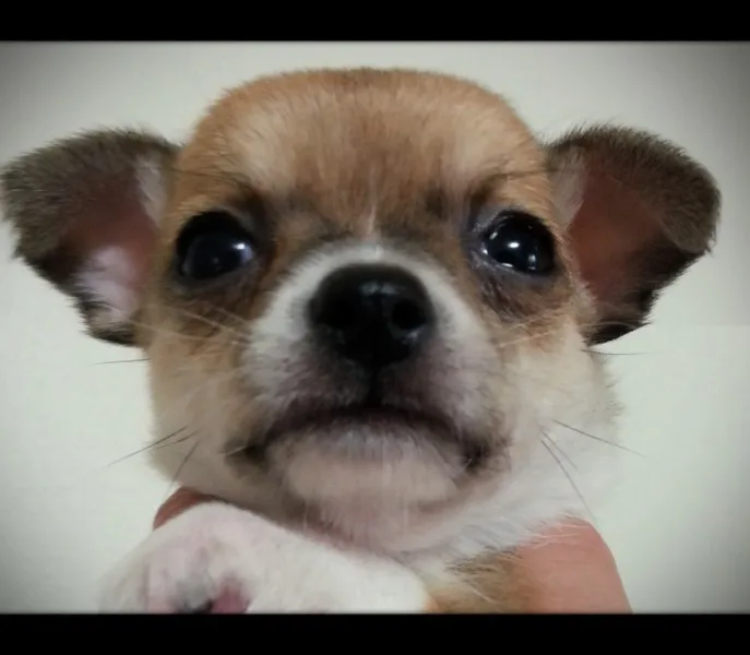 ユノの嫁 様のお迎えした子犬